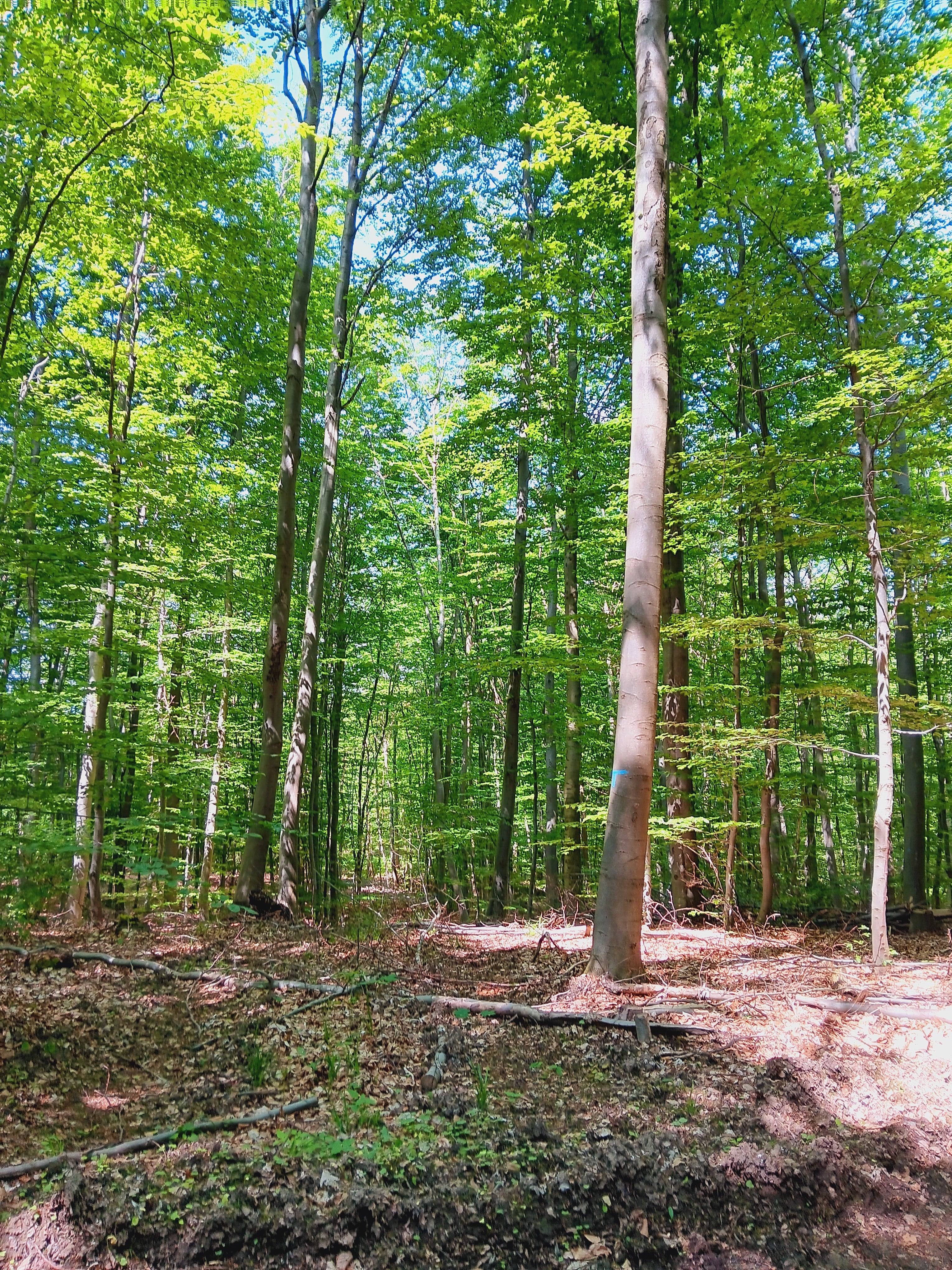 Personalisierte Auftragskunst und Gemälde: auftragsmalerei-3 – Kategorie: Originalgemälde – Hersteller: 